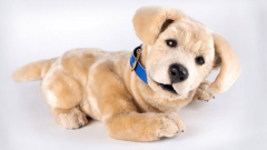 它具备飞翔、悬停